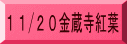 11/20金蔵寺紅葉