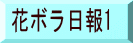 花ボラ日報1