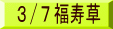 3/7福寿草