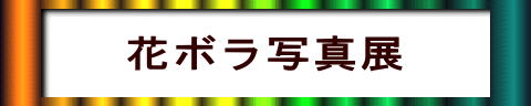花ボラ写真展